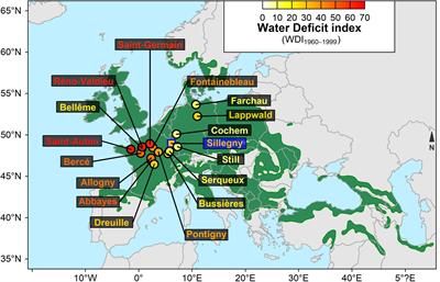 Provenance Differences in Water-Use Efficiency Among Sessile Oak Populations Grown in a Mesic Common Garden